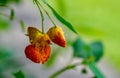 Spotted Touch-me-not Ã¢â¬â Impatiens capensis